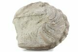 Bargain, Enrolled Asaphus Trilobite - Russia #363257-2
